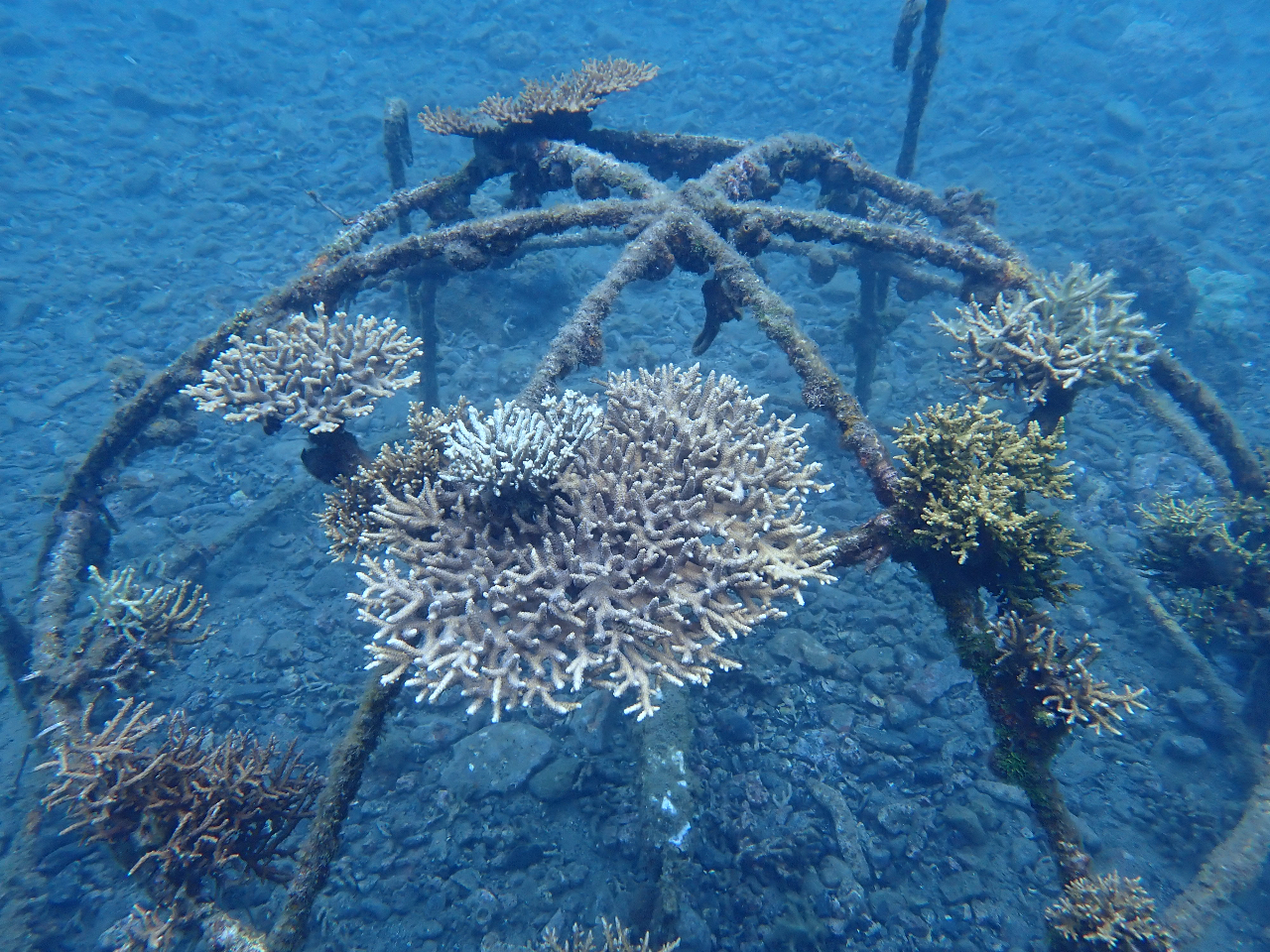 サンゴ育成装置