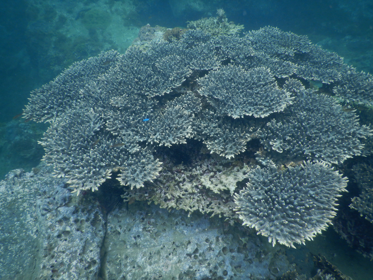 テーブルサンゴ