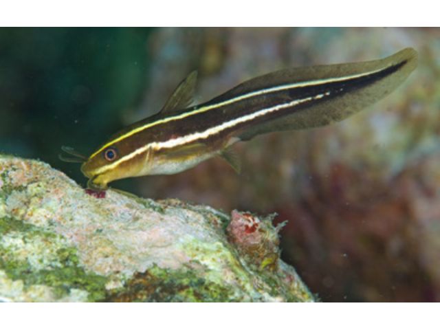 ファミリー全員で船釣り体験 乗合プラン 3時間 大人 子供合わせて最大10人まで可能 1日2便 8時 13時 マリンワールド田辺 じゃらん遊び体験 ファミリー全員で船釣り体験 乗合プラン 3時間 大人 子供合わせて最大10人まで可能 1日2便 8時 13時 マリンワールド田辺 じゃらん遊び体験