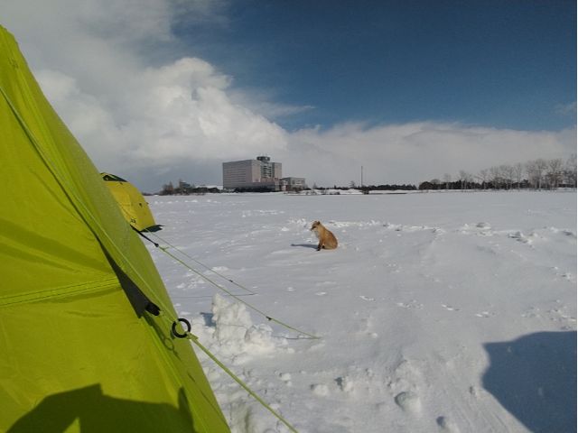 運がよければ、野生のキツネさんに出会えるかも。