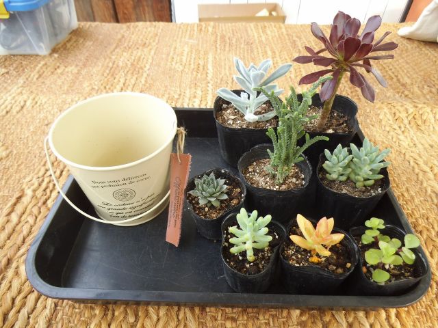 今回の寄せ植えはこんな感じで苗を選んでみました。いろんな色や形を選ぶとおもしろいかも!