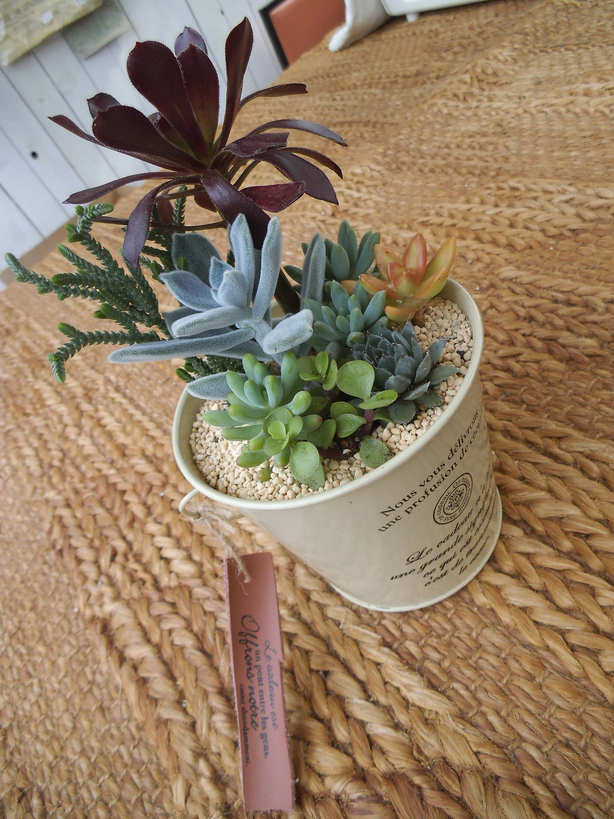 平日プラン 多肉植物を自由に選べる 寄せ植え体験 Saiki Engei じゃらん遊び体験