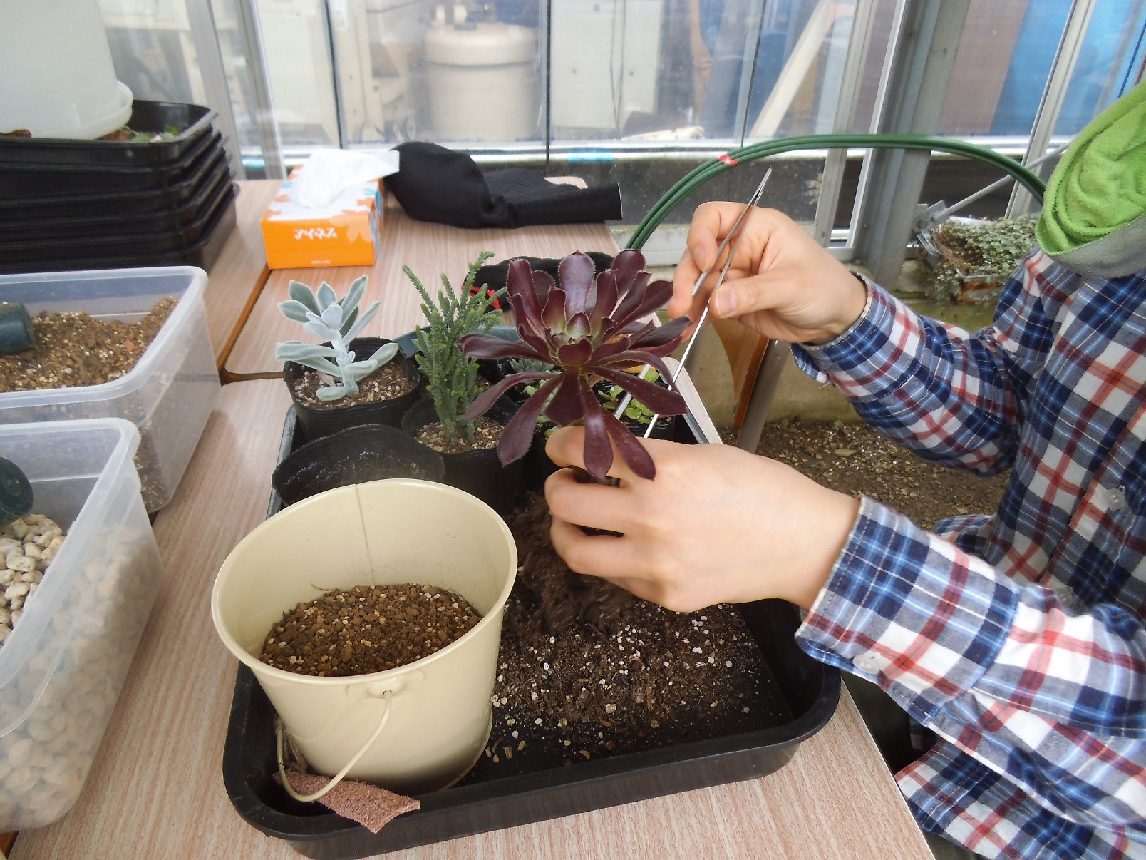 X^btɃRc𕷂ȂƂĂ܂BǗ@Ȃǂ܂B