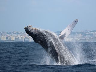 どのツアーよりも間近でクジラを見れる!レジェンド船長の操縦はピカイチです!