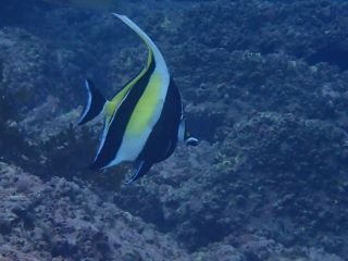 カラフルな魚など季節ごとの魚を見ることができます♪