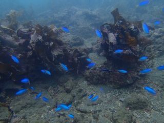 季節ごとのカラフルな魚などを見ることができる♪