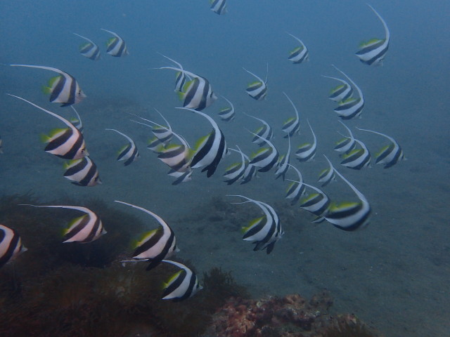 沖ノ島の綺麗な魚たちと触れ合う、友達やカップル・女性同士におすすめの体験ダイビン...
