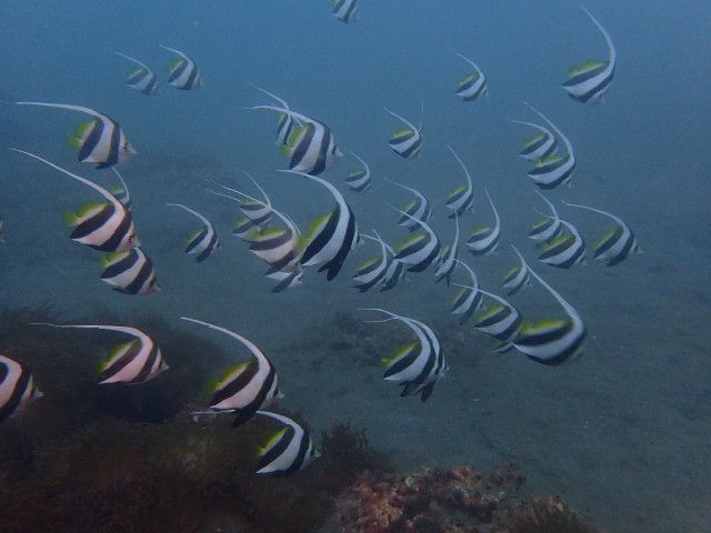 千葉県館山市の沖ノ島 綺麗な魚を見ながら潜れる体験ダイビング 3時間 沖ノ島ダイビングサービスマリンスノー じゃらん遊び体験 千葉県館山市の沖ノ島 綺麗な魚を見ながら潜れる体験ダイビング 3時間 沖ノ島ダイビングサービスマリンスノー じゃらん遊び体験