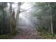 登りの登山道の様子。