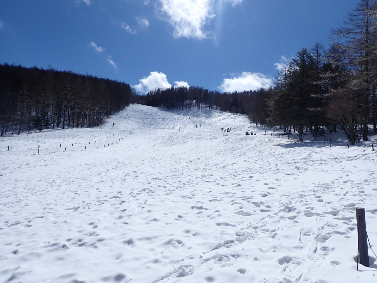 ԔƌĂ΂ΖʁB}R̖{iIȓo肪n܂܂B