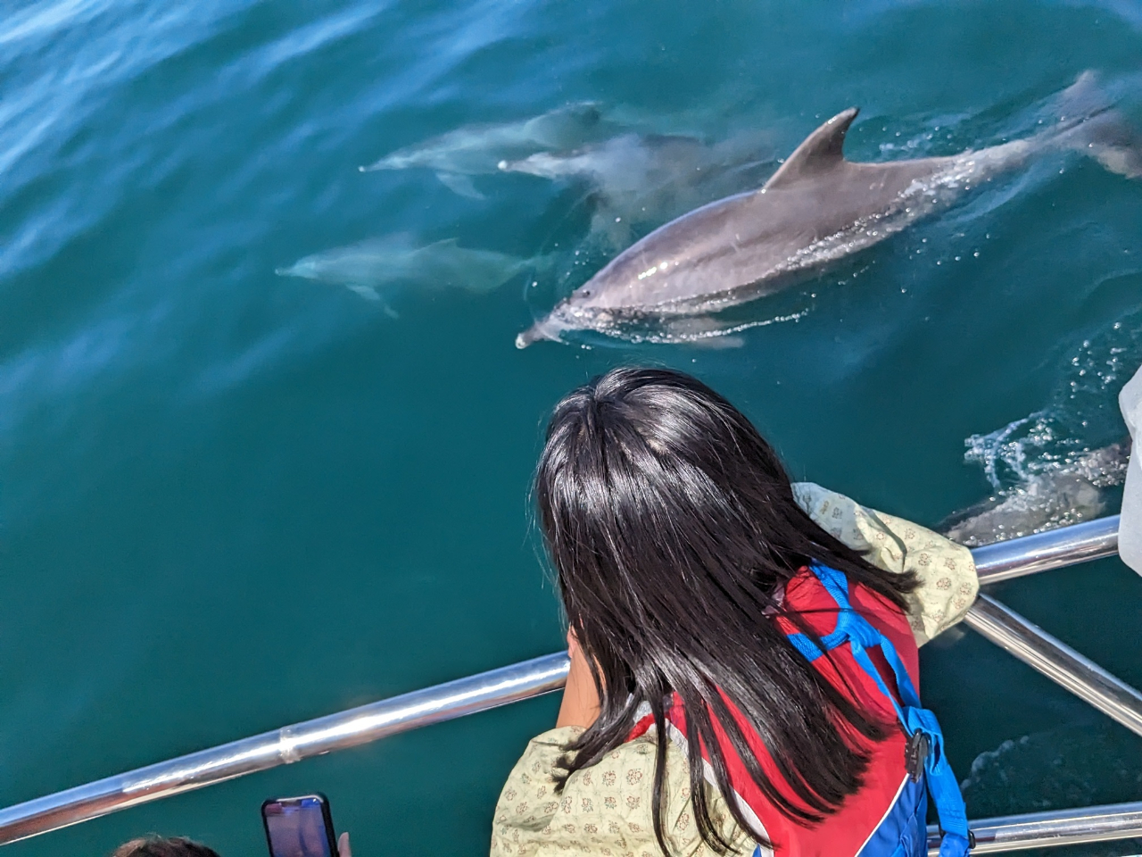 船の周りを泳いでくれます