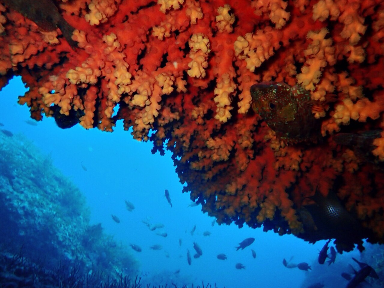 ���{�C�ɂ͒������T���S�A�������g���l���̓V��ɁI�A�T�O���̃g���l���|�C���g�B