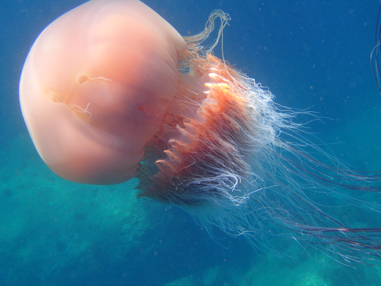 ����ȃG�`�[���N���Q��