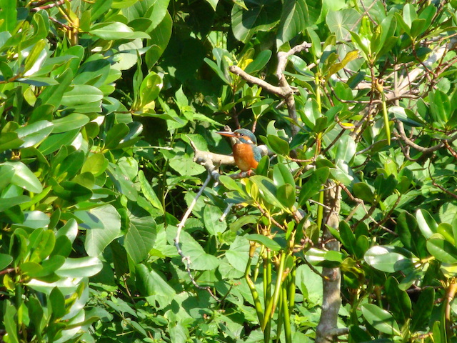 カワセミと胎生種子