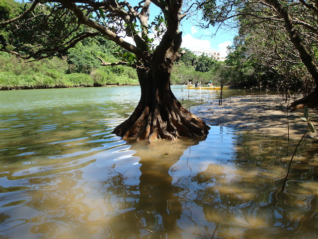 支柱根が美しい