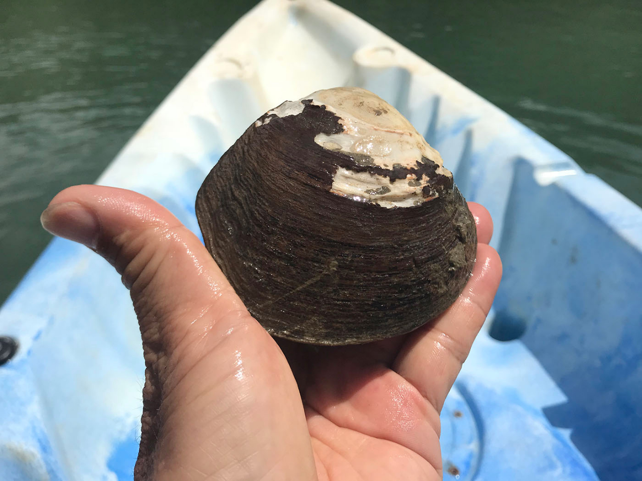 珍しい貝発見!
