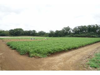 期間限定 落花生狩り1キロ 品種 おおまさり ファミリー カップル 女性にオススメ 新井梨園 じゃらん遊び体験
