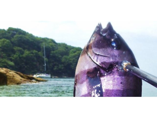 無人島フリータイム(イシダイ)