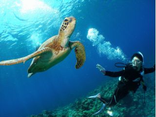 ウミガメとの遭遇!!