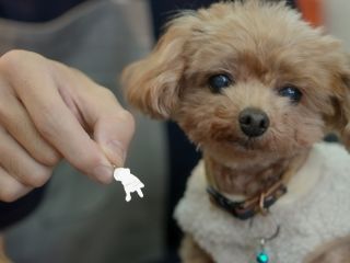 愛するペットと一緒に楽しめるシルバーチャームづくり♪