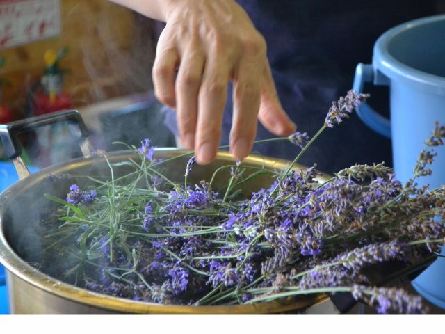 富良野で採れるラベンダーを使って染料を煮出します☆