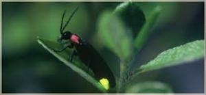 �M�d�ȃw�C�P�{�^���͌���邩�ȁH�i�ʐ^�̓C���[�W�ł��j