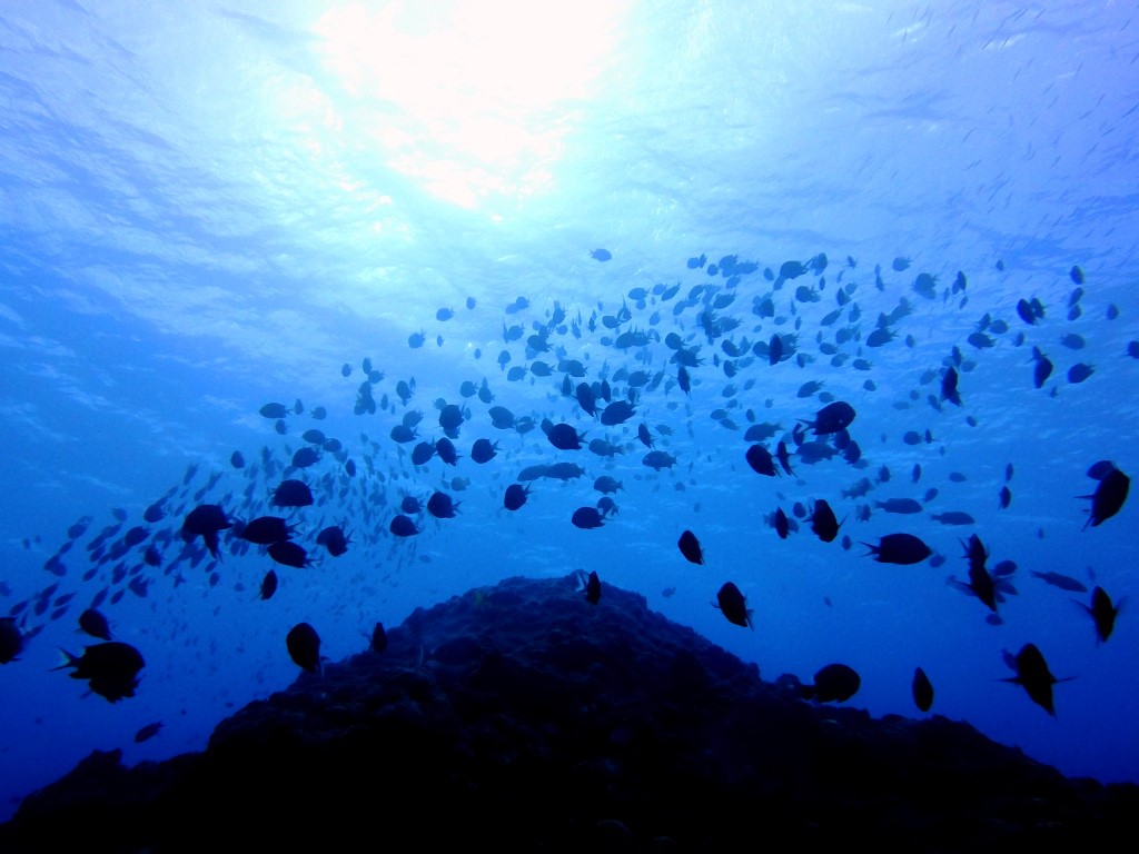 ǂ{[gړȂ̂ŁABƑRjłSzȂ