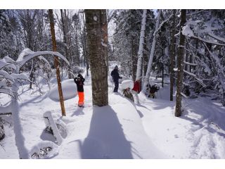 足跡のない深雪の森を歩く