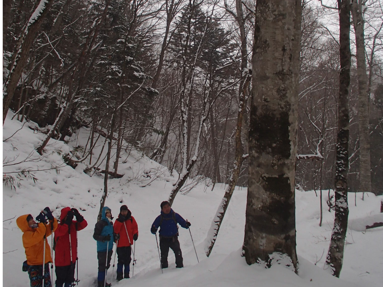 ���̃R�[�X�ł̓u�i��g�`�m�L�A�~�Y�i���A�E���W�����~�Ȃǂ̋��؂��L���錴���т�i�݂܂��B�K�C�h���ē����܂��̂ň��S���Ă��Q����������