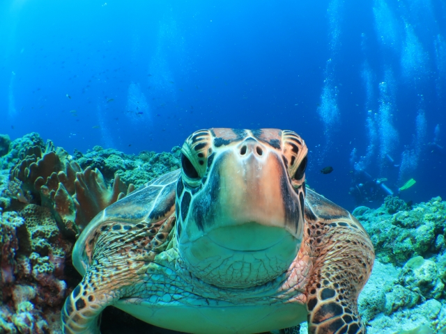 女性におすすめ☆女子旅ケラマ体験ダイビング1日インストラクター貸切プラン♪2名様以上で☆おひとり様：13,000円♪