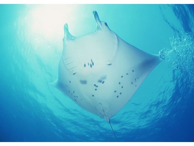 ケラマンタに会えるかも!?