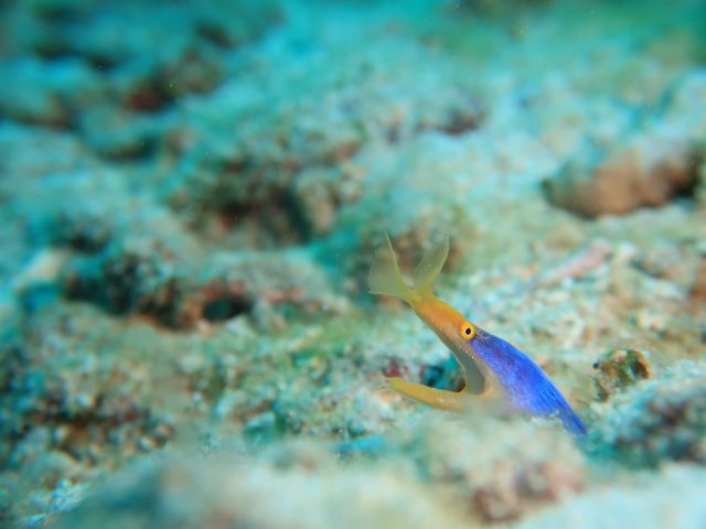 不思議な水中生物も沢山!
