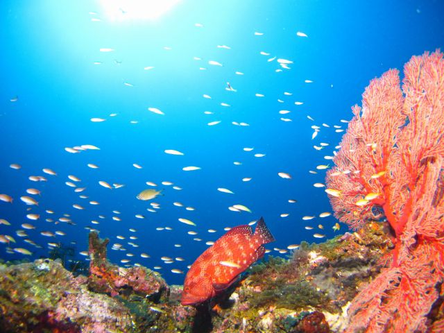 色とりどりの水中世界