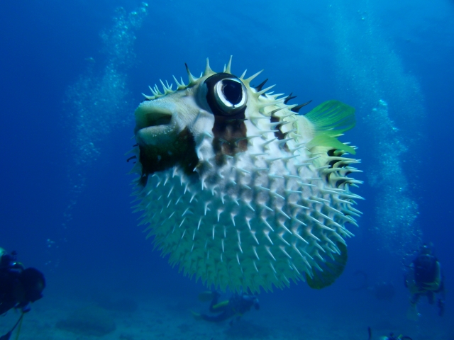 可愛い魚見に行きましょう!