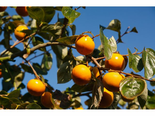 あま〜い柿をご家族やご友人と一緒にお楽しみください♪