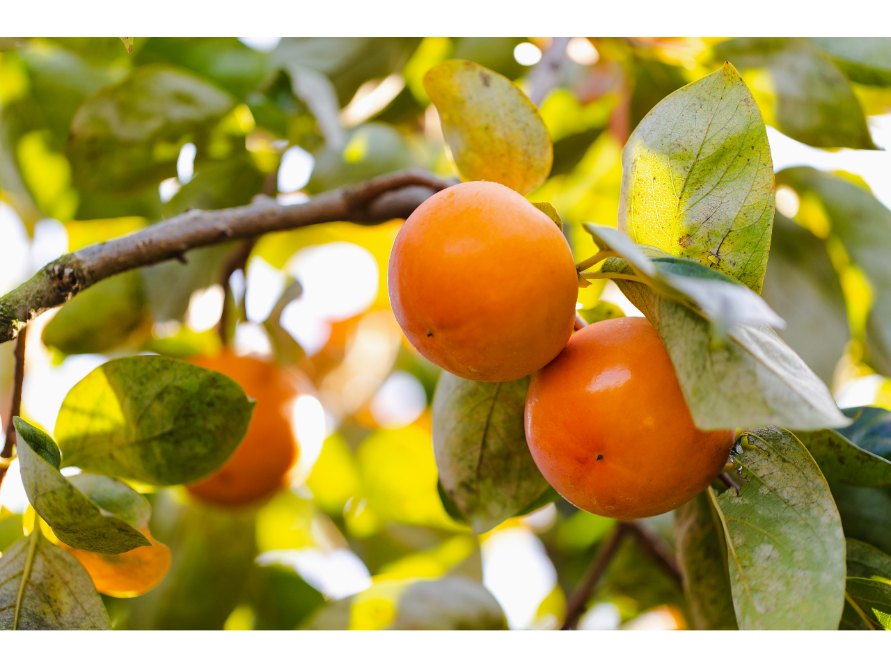 秋の味覚の一つと言えば柿!田主丸は柿も有名です♪