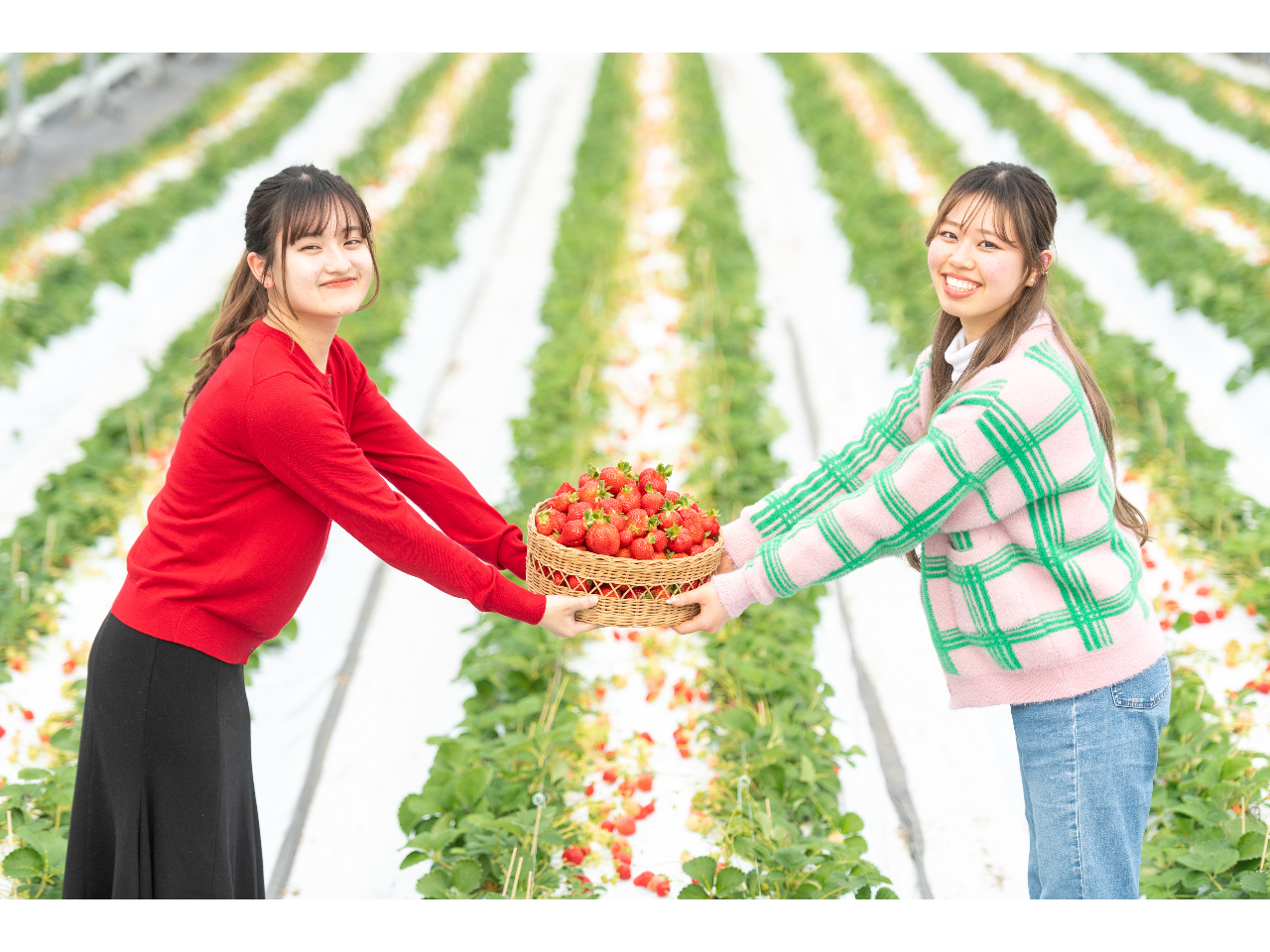 真っ赤な美味しいいちごを召し上がりに来てください!