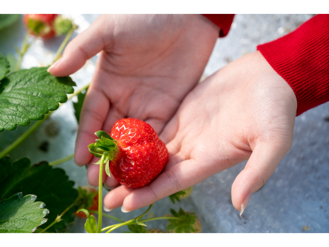 �n�[�g�̂悤�Ȍ`��䕂������邩���I�H