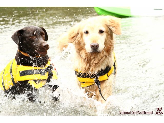 カヌーに乗るだけじゃなく、水遊びもできちゃいます