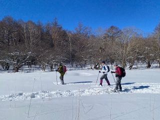 枯木沼の雪原を歩く様子