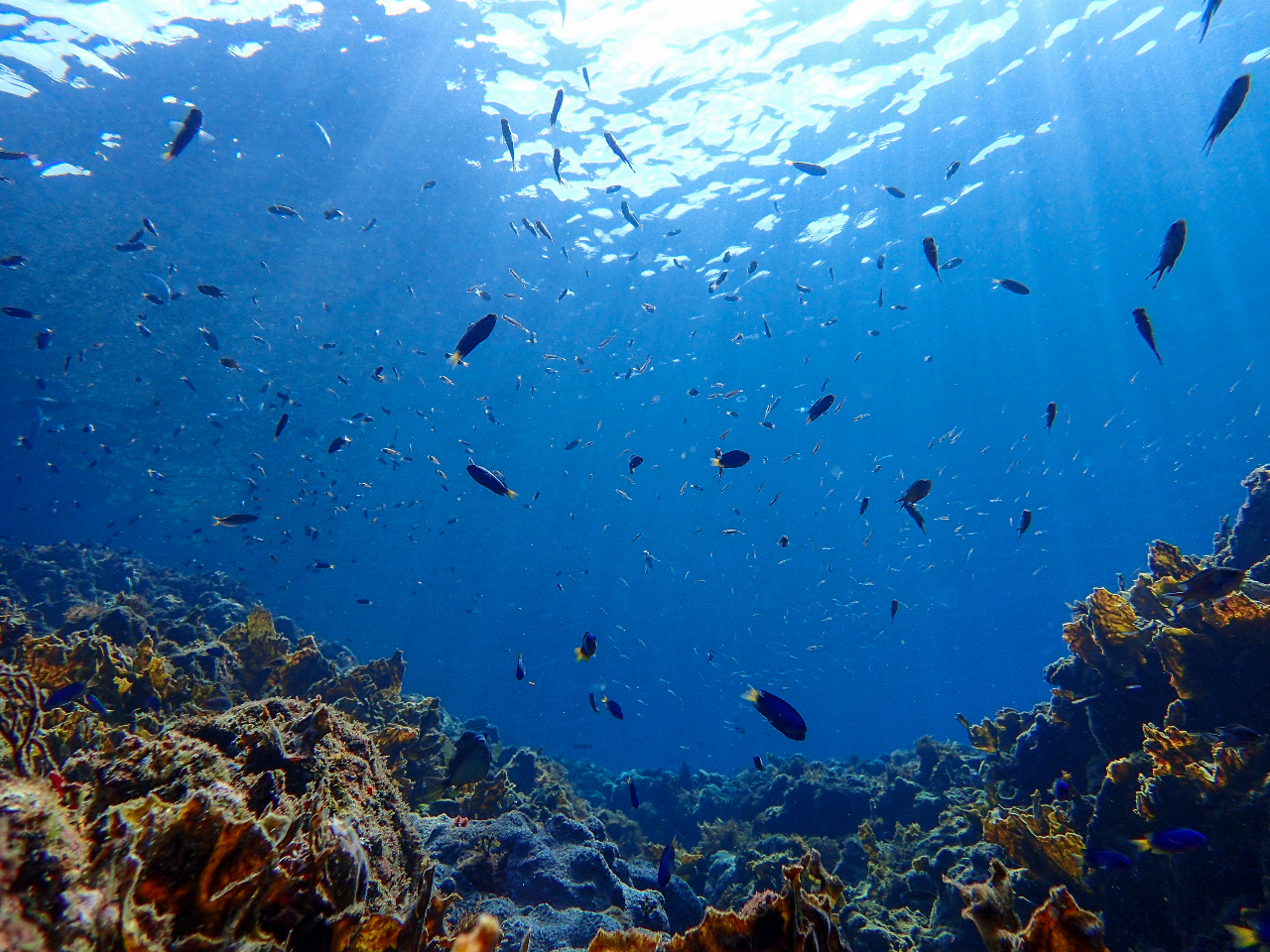 C̒CʂグƁAɂ̓\XY_ČQꂪI