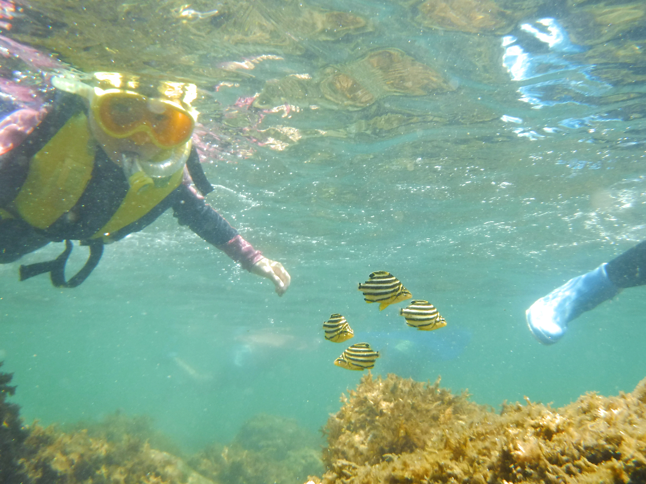 GRT[t@[̓TƂđlCȂ̂Aʐ^Bẽv[gIKChLGoproŐBes܂̂ŁAȎʐ^B܂I