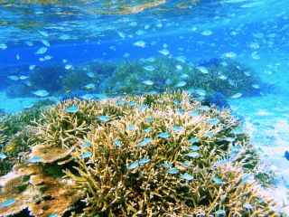 石垣島 半日シュノーケル Am午前 キラキラな海とカラフルな熱帯魚の世界へ サクッと遊べる半日ツアー ぷしぃぬしま石垣店 じゃらん遊び体験 石垣島 半日シュノーケル Am午前 キラキラな海とカラフルな熱帯魚の世界へ サクッと遊べる半日ツアー ぷしぃぬしま石垣店 じゃらん遊び体験