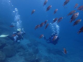 いっぱいの魚といっしょに泳いじゃおう!