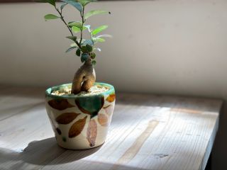 『Feliceフェリーチェ』はイタリア語で幸せ 沖縄やちむんの植木鉢にガジュマルにて お部屋を飾ってください