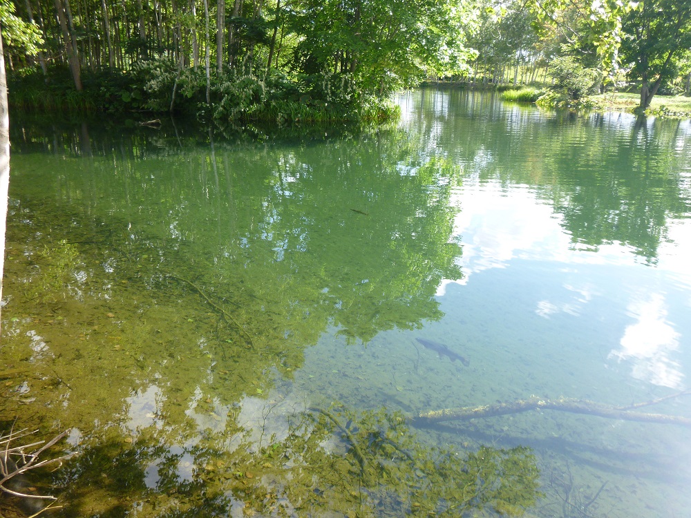 湧水の透明度は抜群!