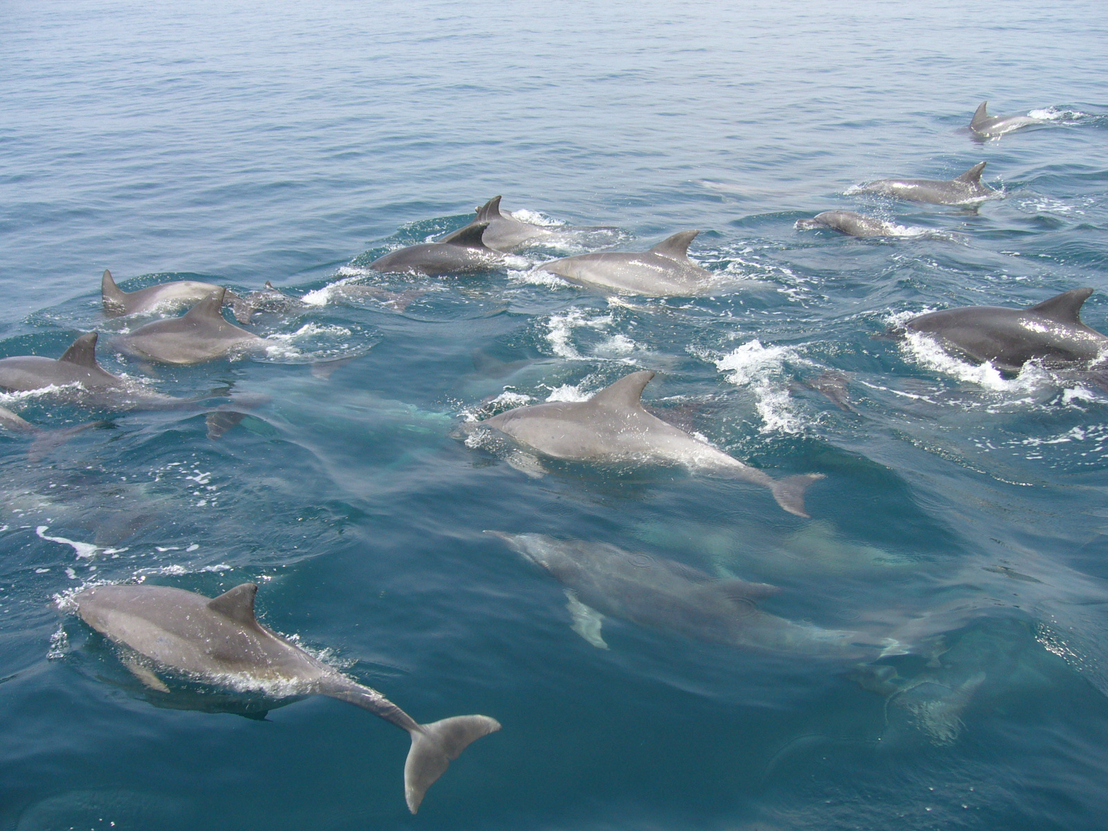 イルカの群れは圧巻です。海がきれいなので水中を泳ぐイルカたちも見ることができます