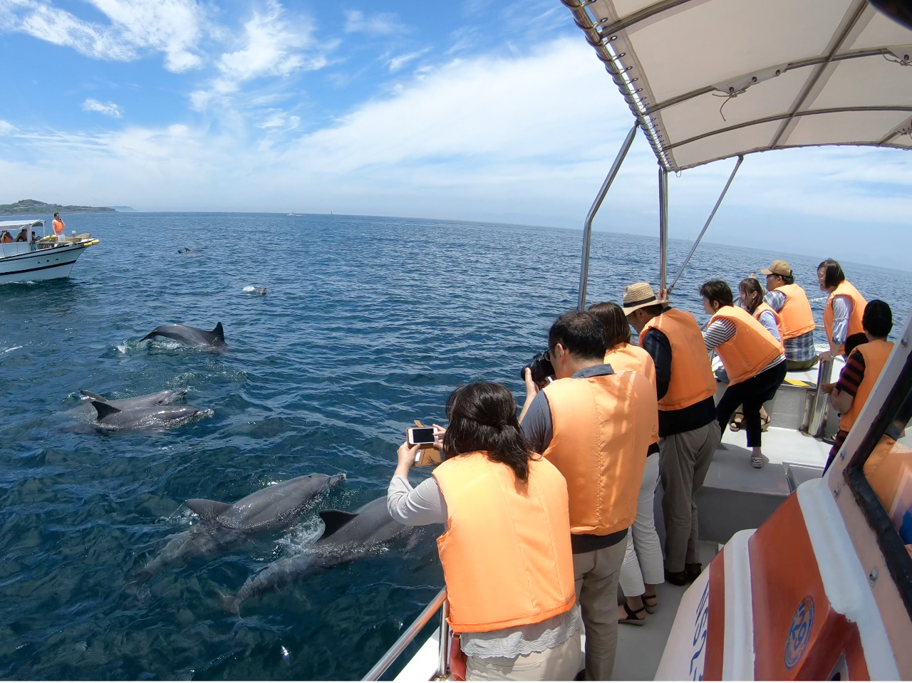 イルカを撮るなら動画か連写がオススメ!近くに来た時がシャッターチャンスです!