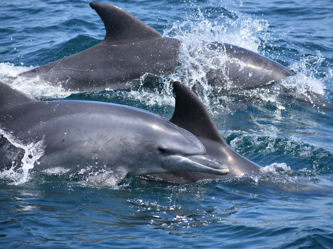 野生のイルカに会える感動体験!きっとあなたの心に一生の思い出を残してくれます。感動する心、忘れていませんか?