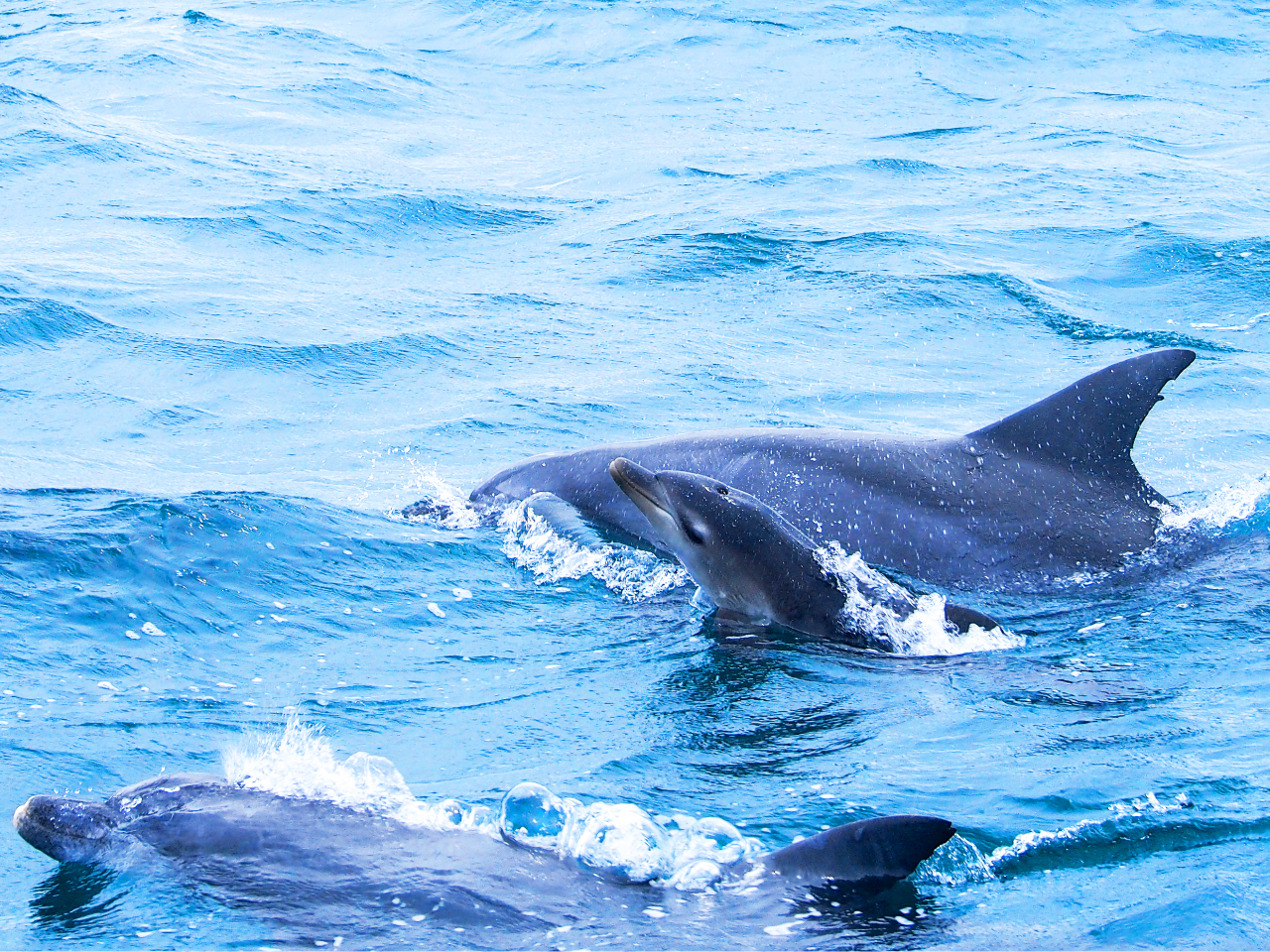 �t����Ăɂ����ăC���J�����̏o�Y�V�[�Y���Ȃ̂ŉ����Ԃ����C���J�����邱�Ƃ��ł��邩���B